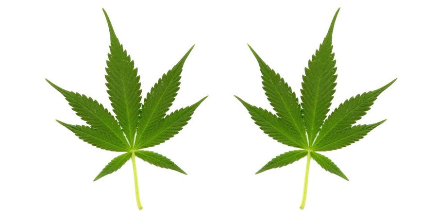 Marijuana Addiction & Your Genes